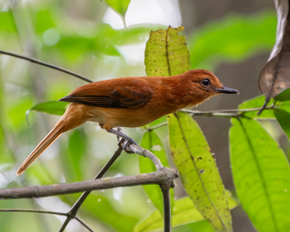 Рыжий аттила - ML648003021