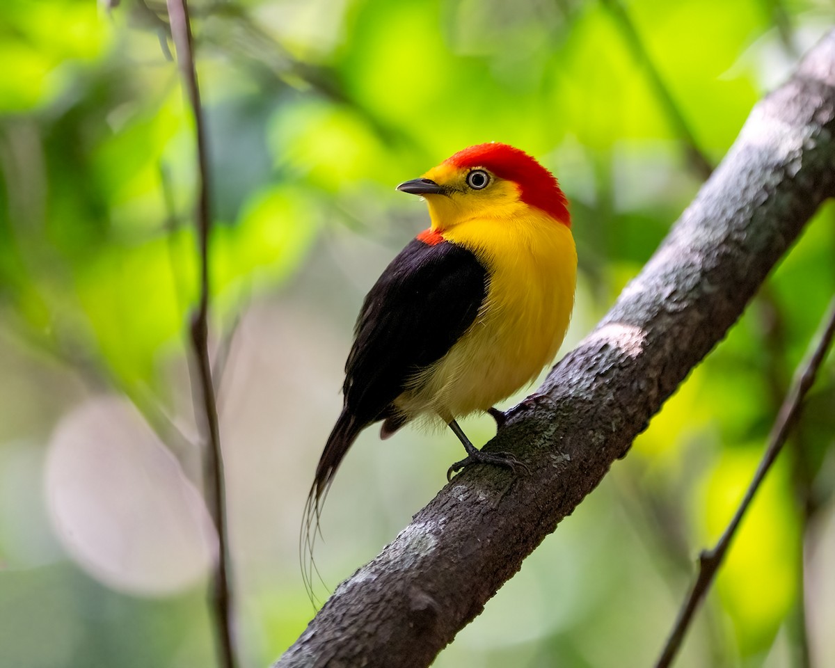 Нитехвостая пипра - ML648003048