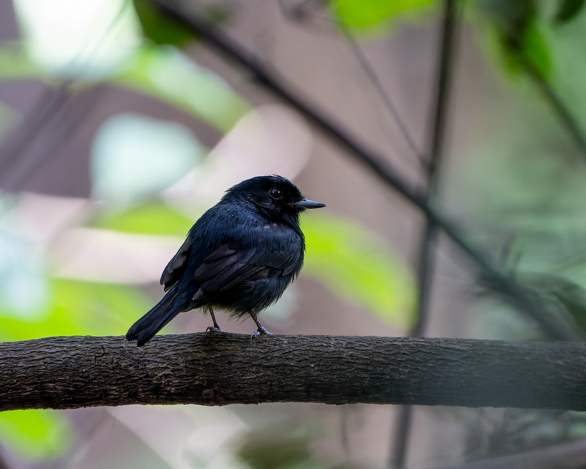 Чёрная вдовка - ML648003644