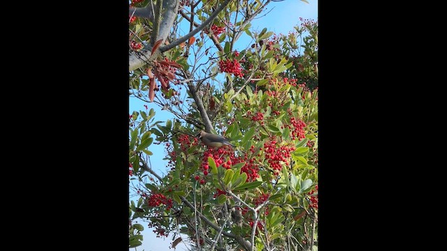 Sedir İpekkuyruğu - ML648004730