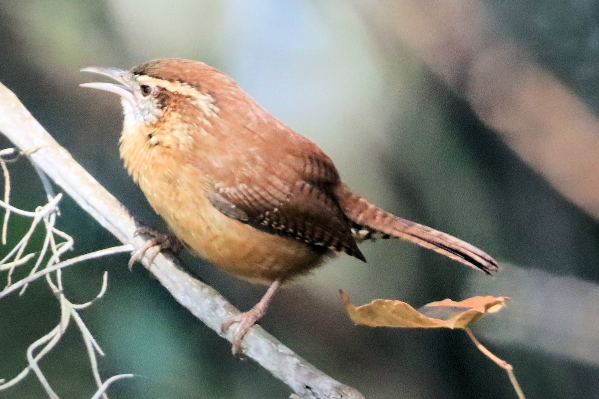 Karolina Çıtkuşu - ML648005207