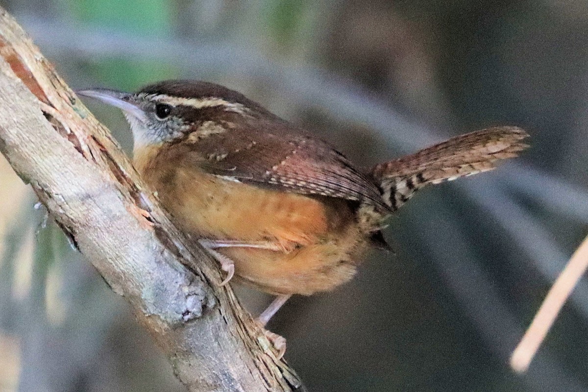 Karolina Çıtkuşu - ML648005209