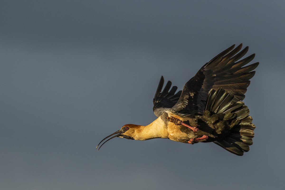 Black-faced Ibis - ML648005743
