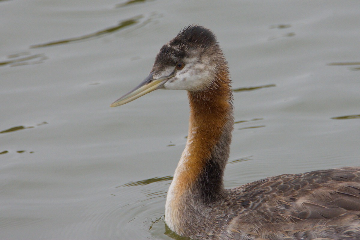 Great Grebe - ML648005966