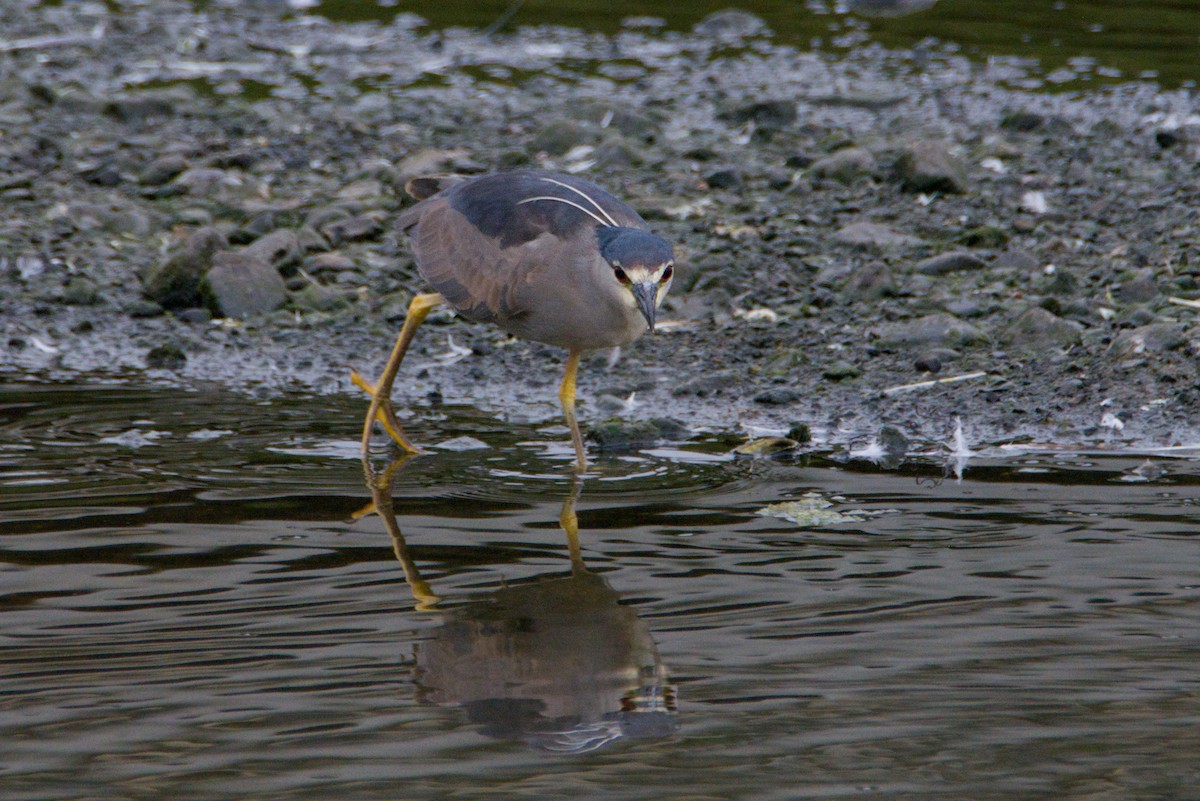 Black-crowned Night Heron - ML648006496
