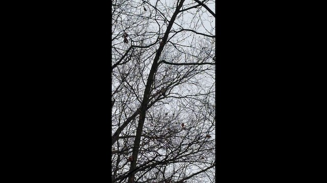 Great Horned Owl - ML648006773