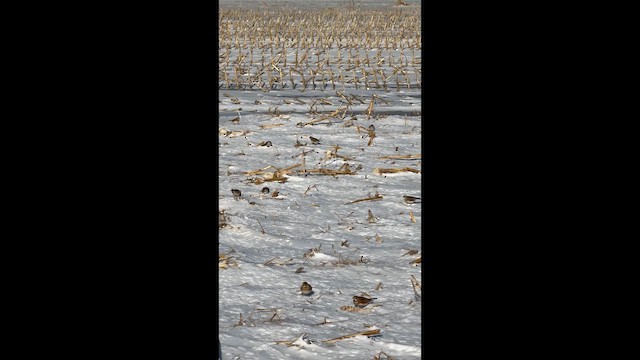 Horned Lark - ML648007499