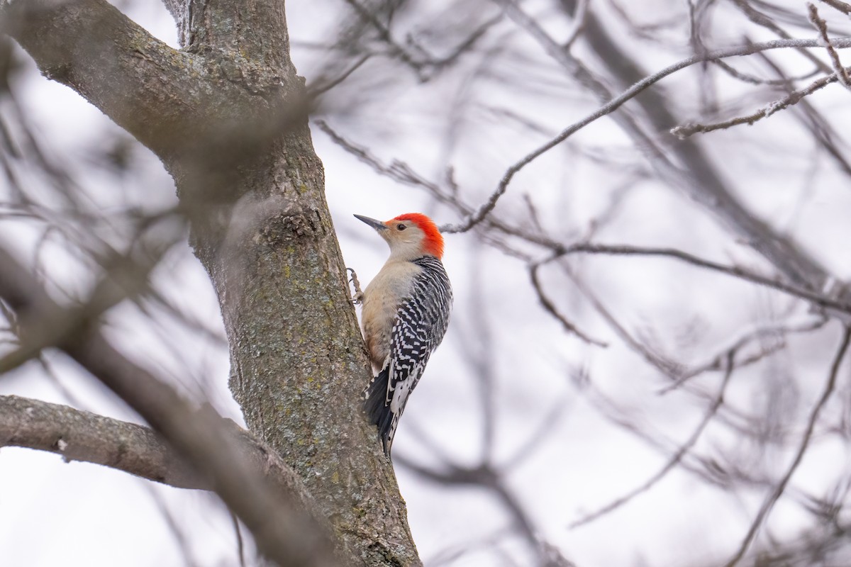 Red-bellied Woodpecker - ML648007680