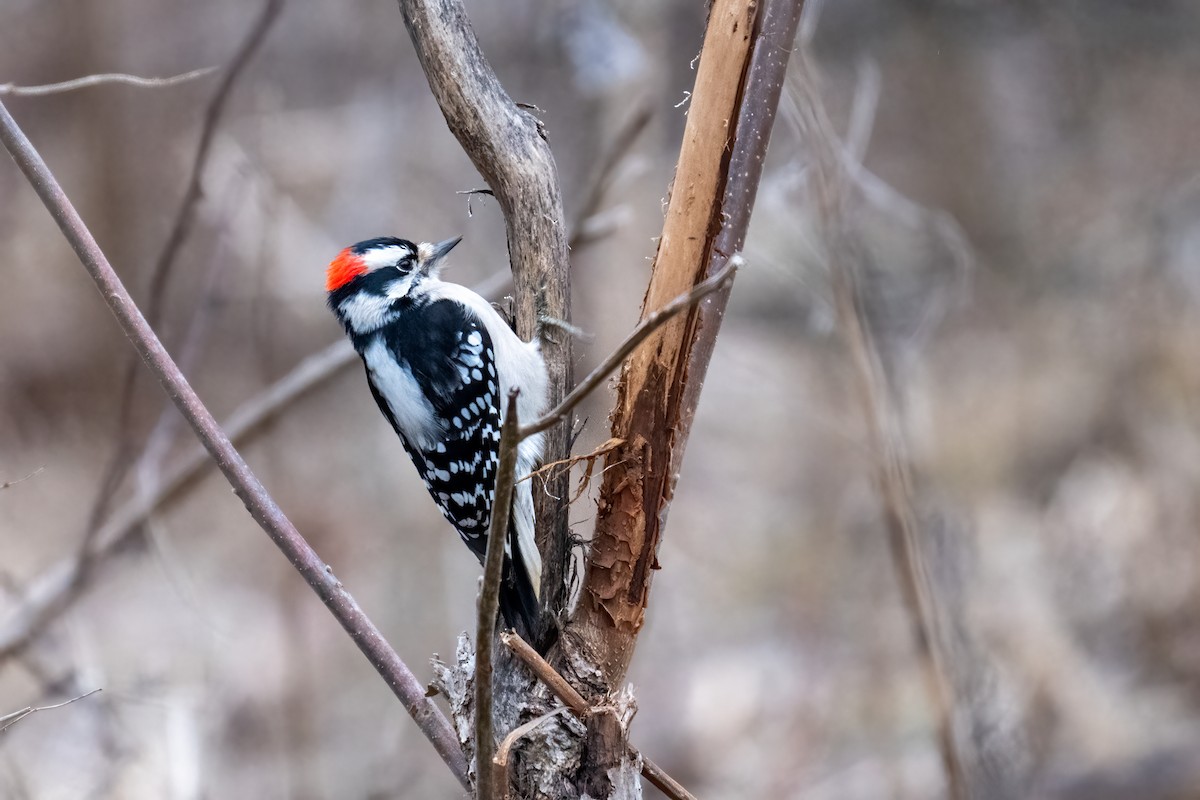 Downy Woodpecker - ML648007865