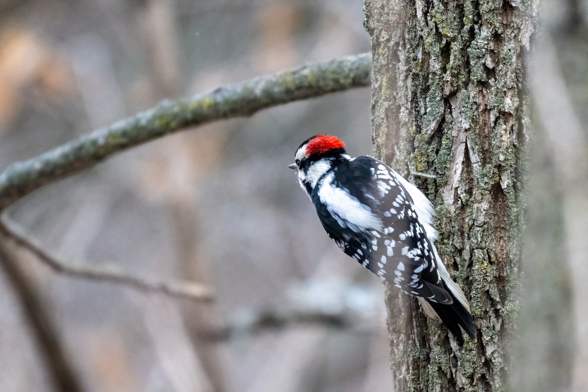 Downy Woodpecker - ML648007881