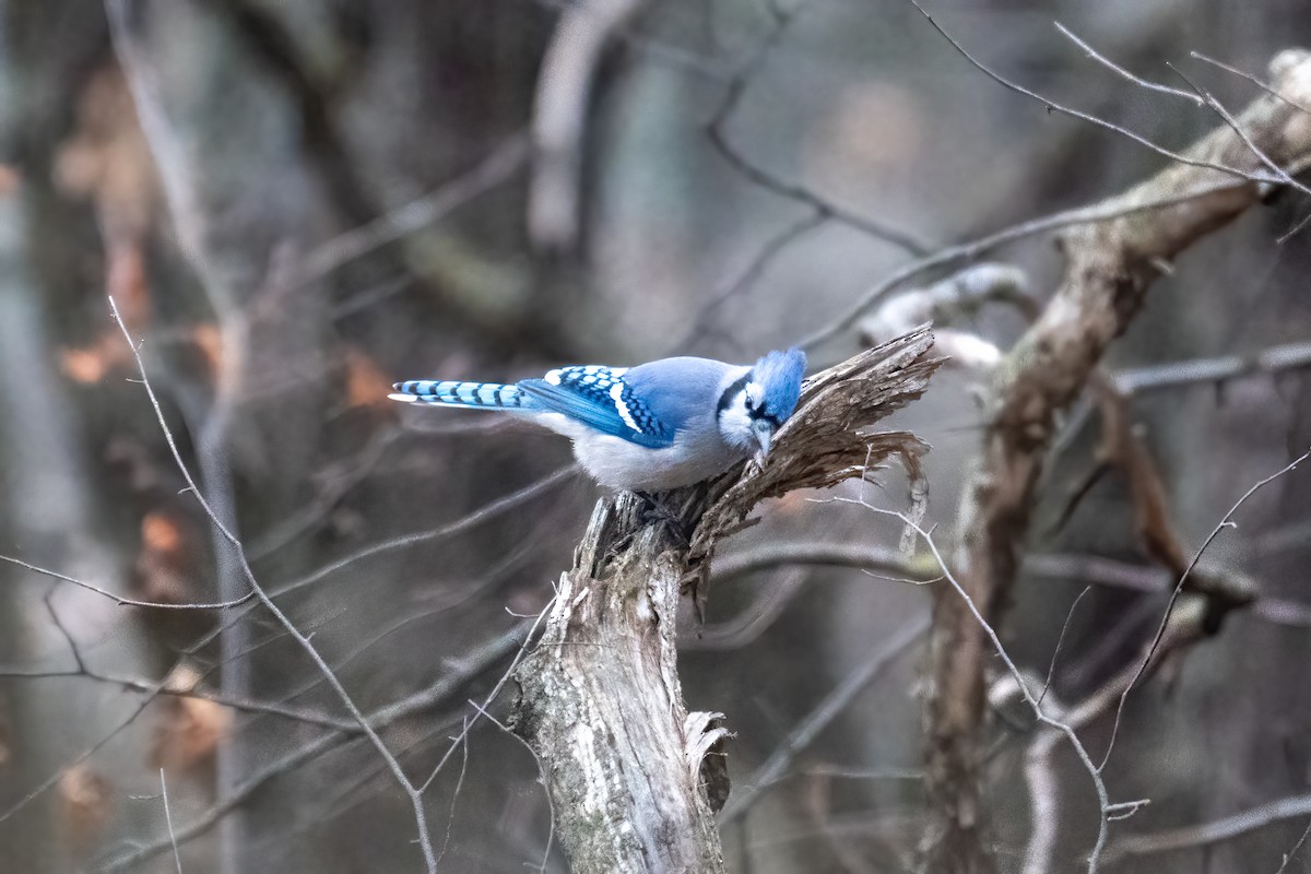 Blue Jay - ML648007900