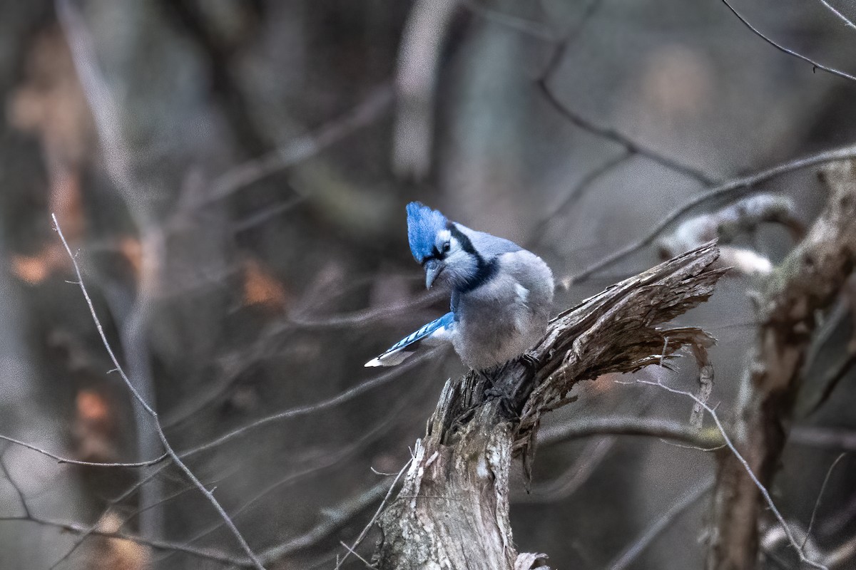 Blue Jay - ML648007917