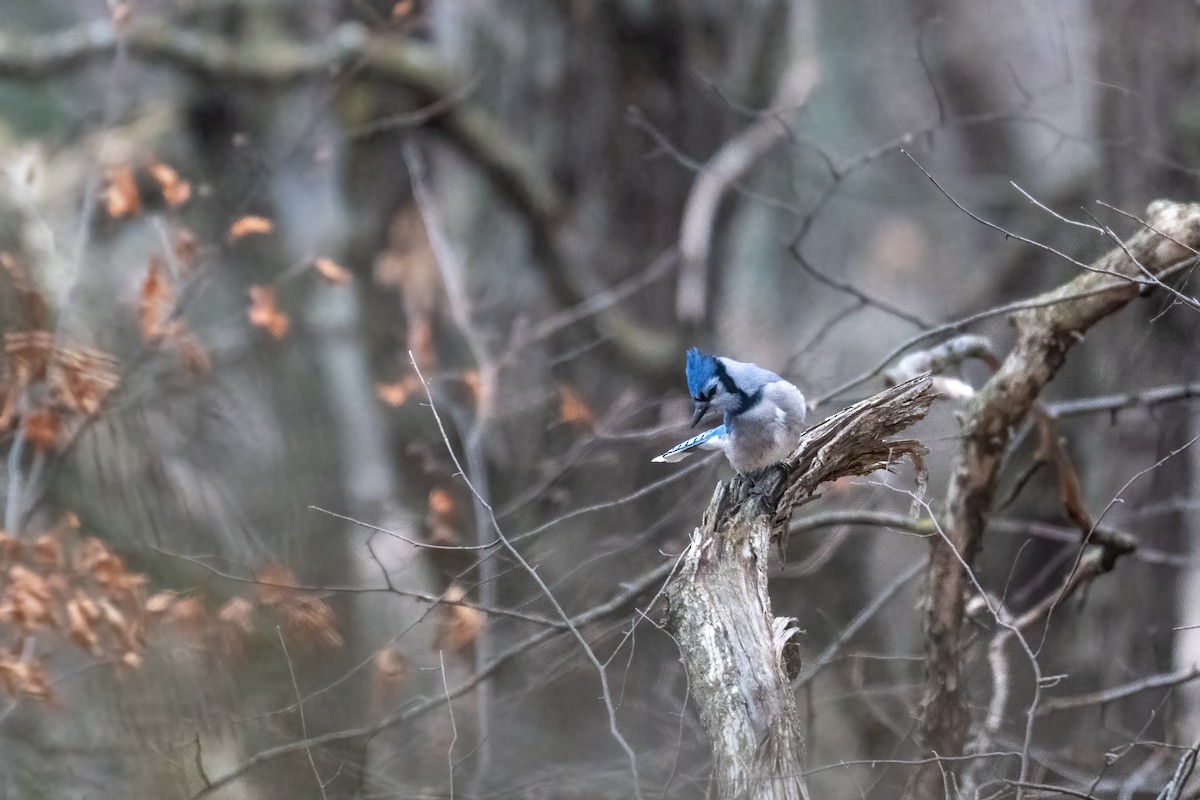Blue Jay - ML648007919