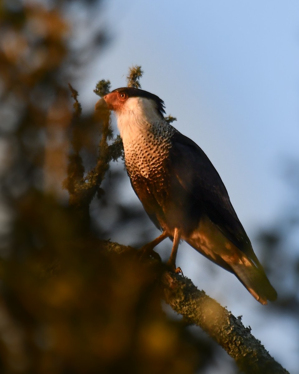Crested Caracara - ML648007945