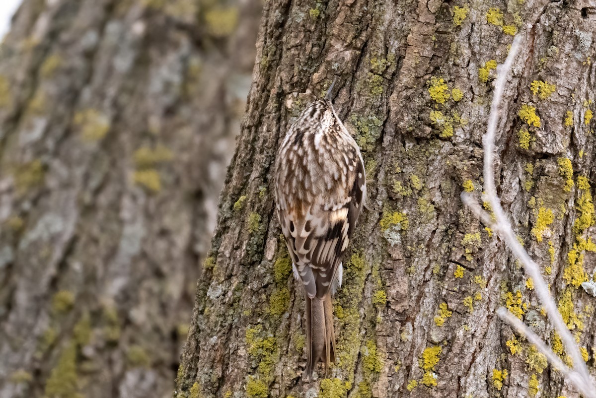 Brown Creeper - ML648007993