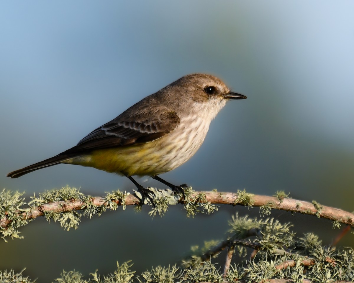 Vermilion Flycatcher - ML648007997