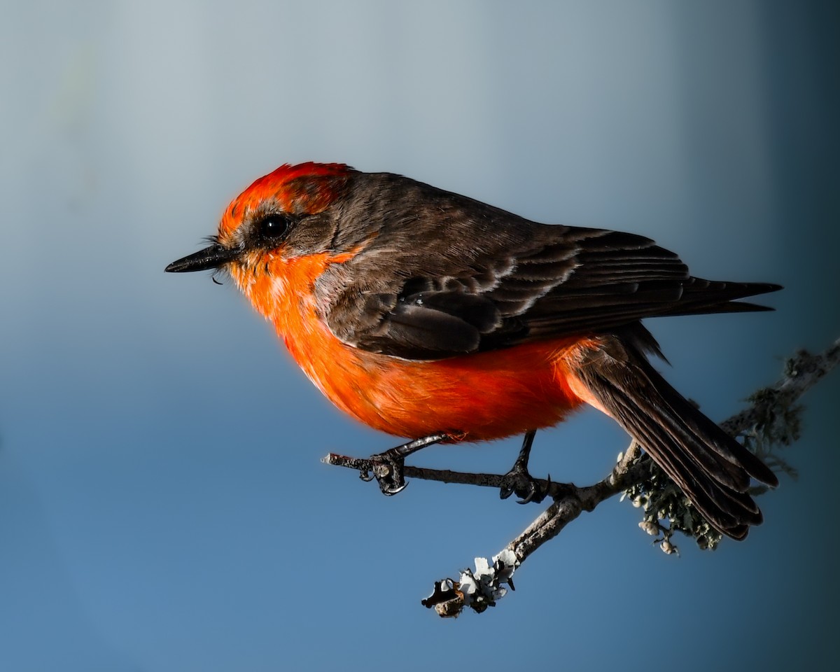 Vermilion Flycatcher - ML648007998