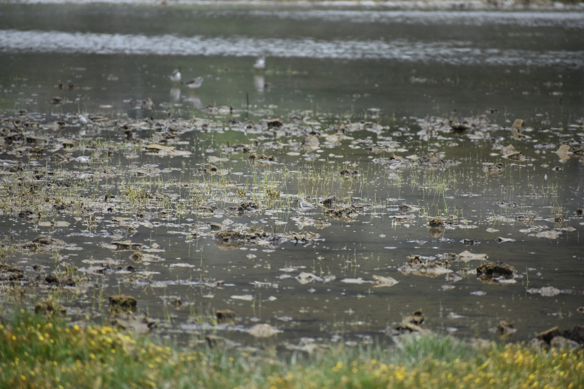 חופית לבנה - ML648008128