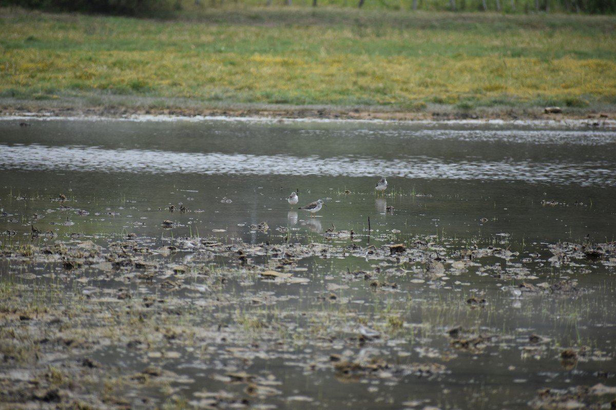 ביצנית צהובת-רגל - ML648008147