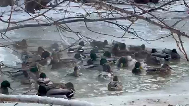 Stockente - ML648008179