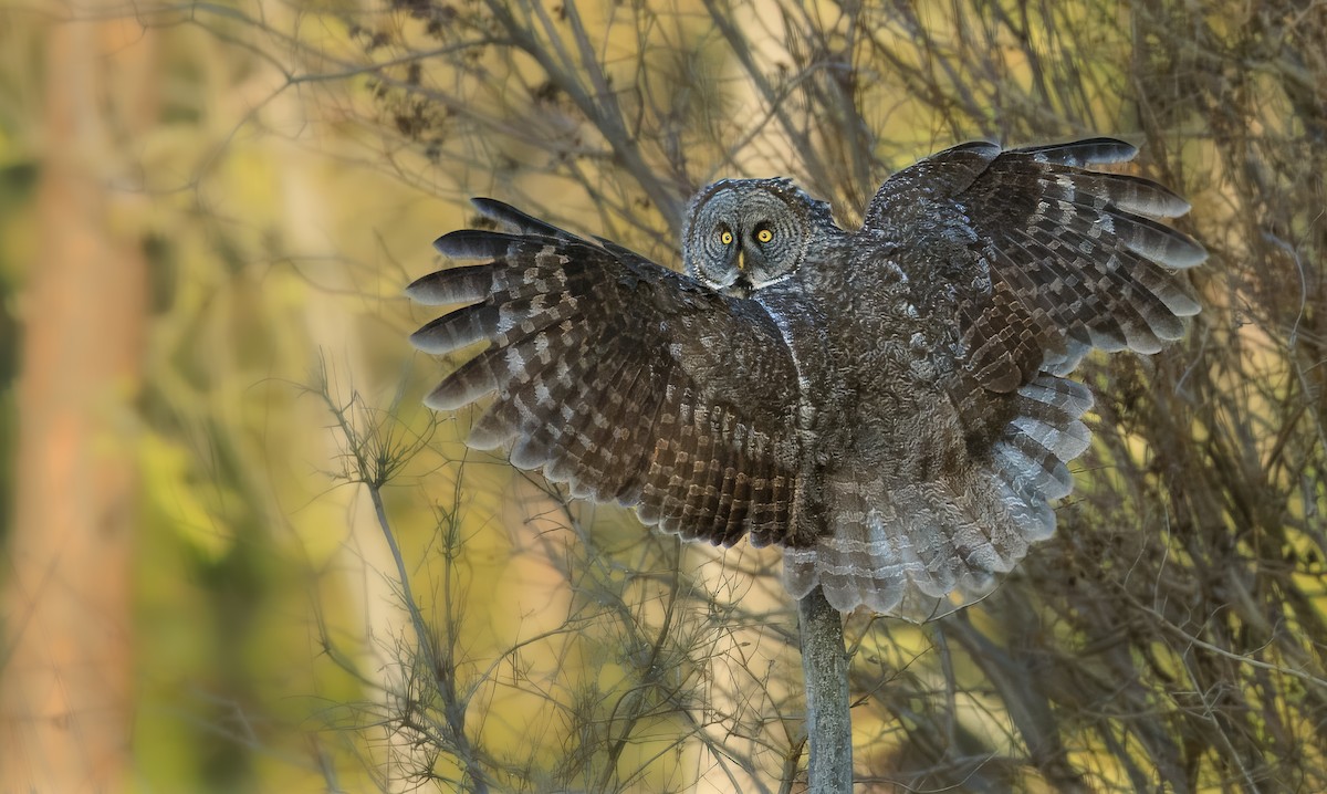 Great Gray Owl (American) - ML648008530