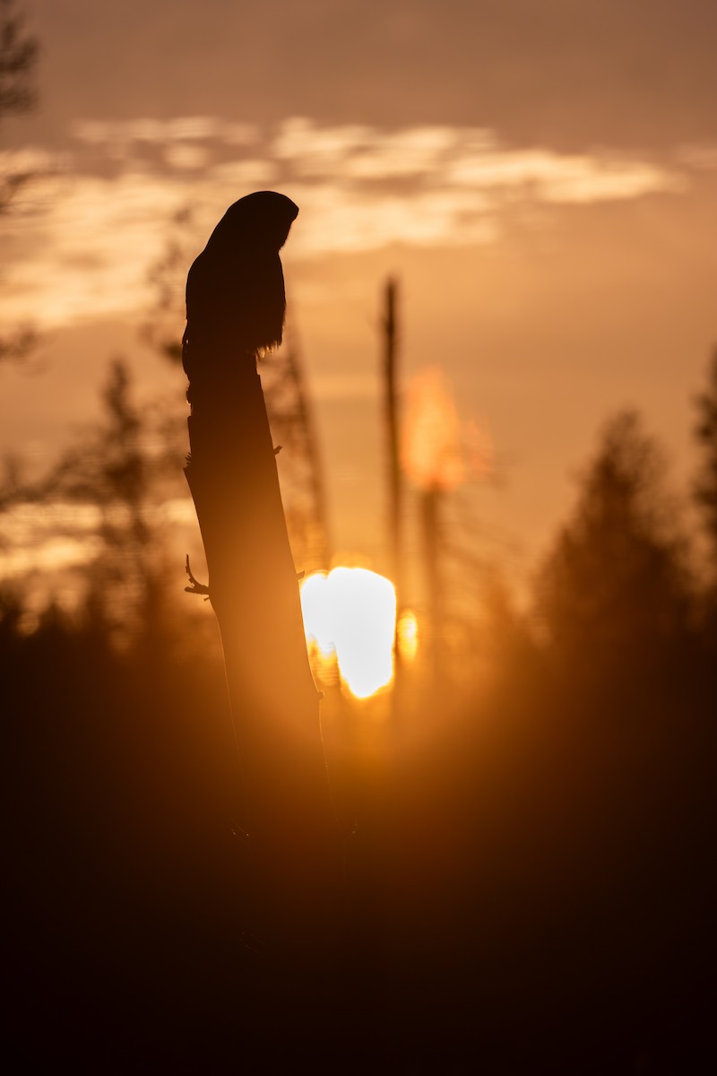 Great Gray Owl (American) - ML648008533