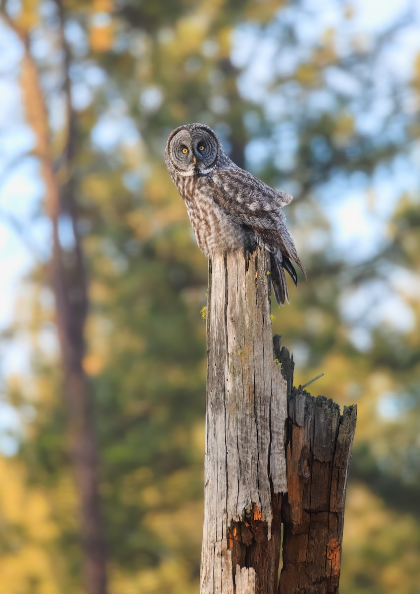 Great Gray Owl (American) - ML648008534