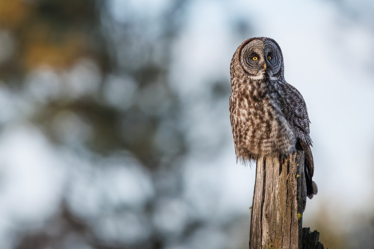 Great Gray Owl (American) - ML648008535