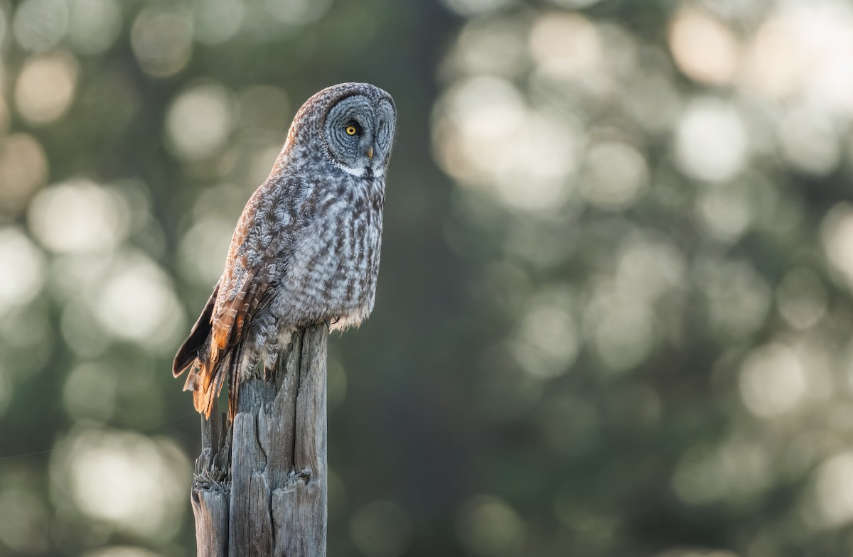 Great Gray Owl (American) - ML648008536