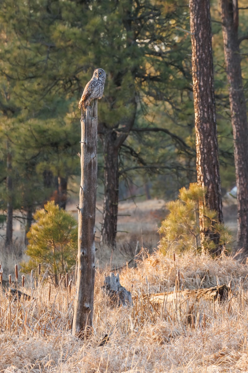 Great Gray Owl (American) - ML648008537