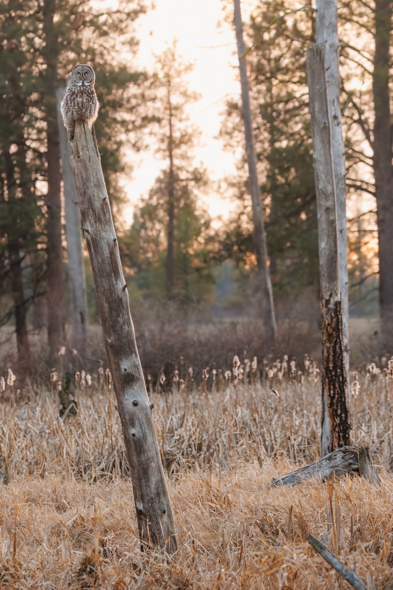 Great Gray Owl (American) - ML648008538
