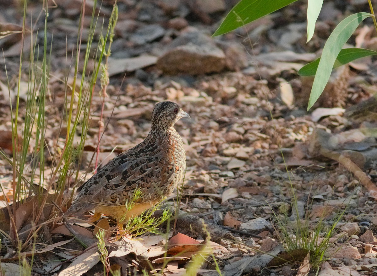 Painted Buttonquail - ML648008614