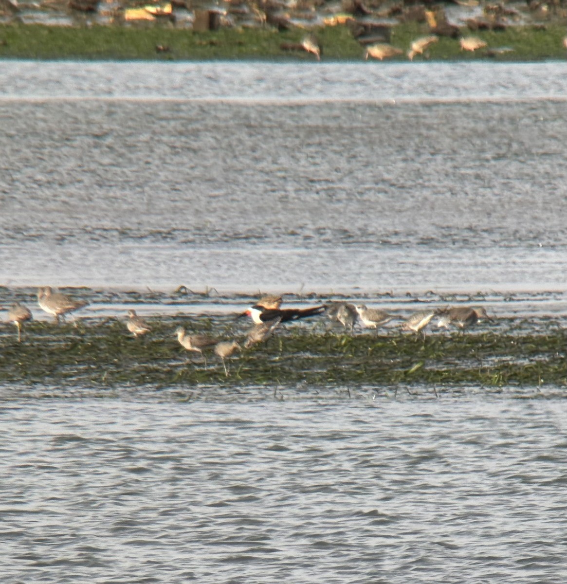 amerikasaksenebb - ML648008643