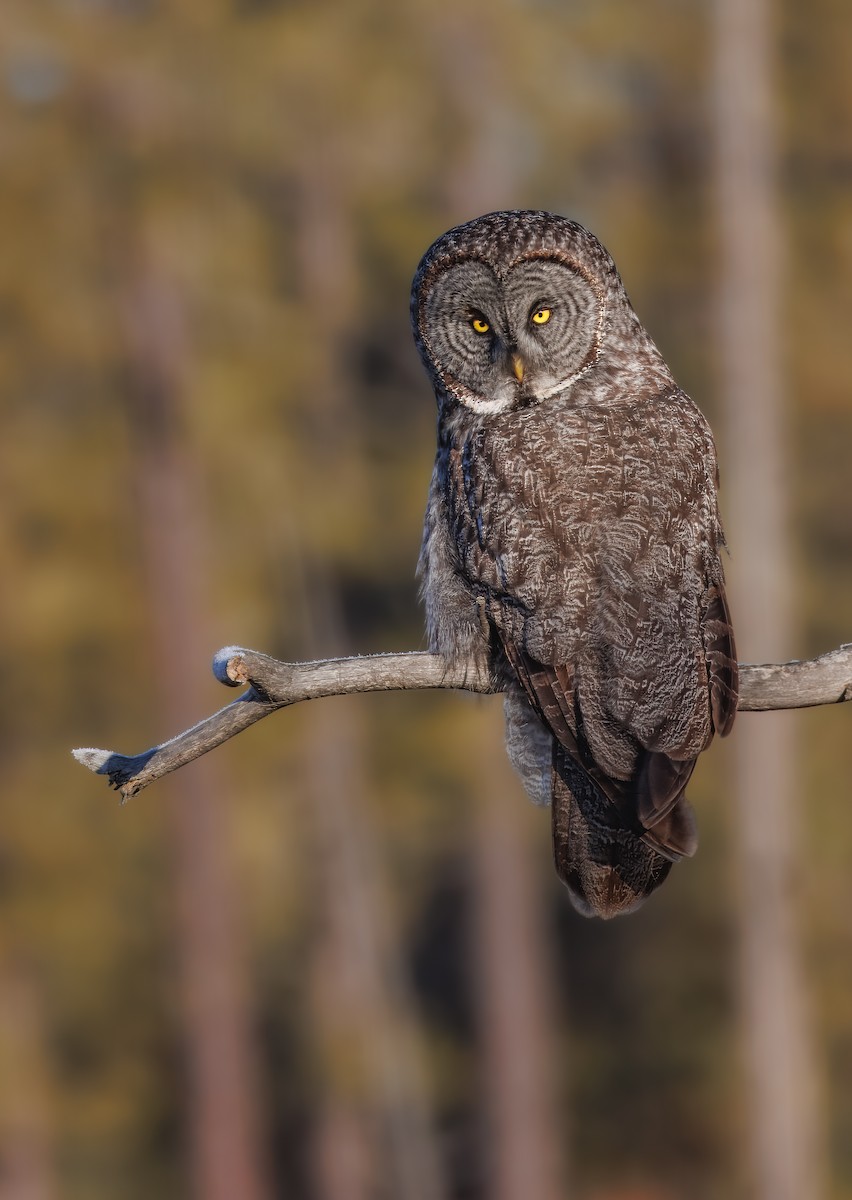 Great Gray Owl (American) - ML648008763
