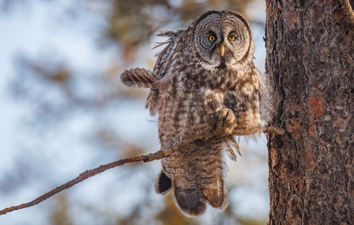 Great Gray Owl (American) - ML648008764