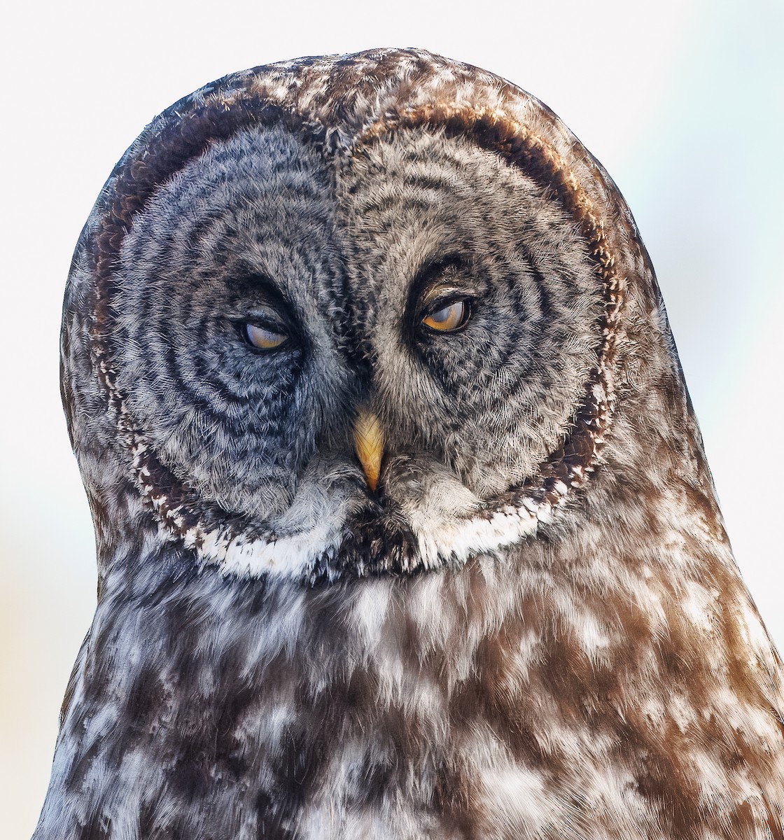 Great Gray Owl (American) - ML648008765