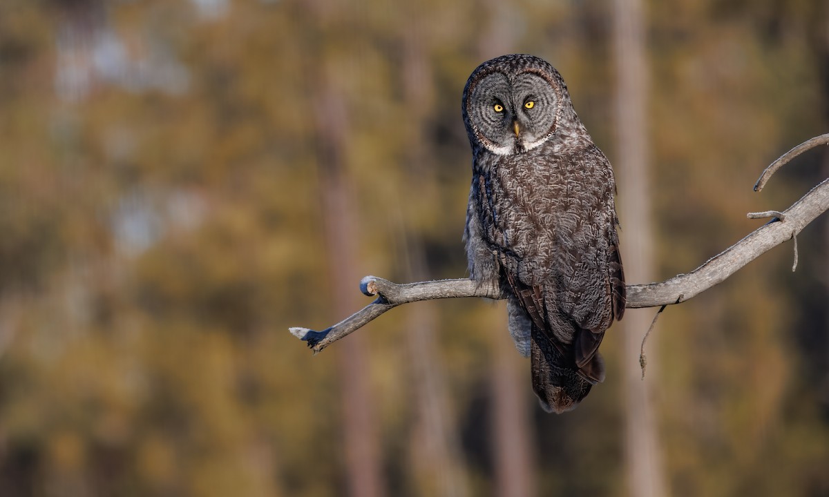 Great Gray Owl (American) - ML648008766