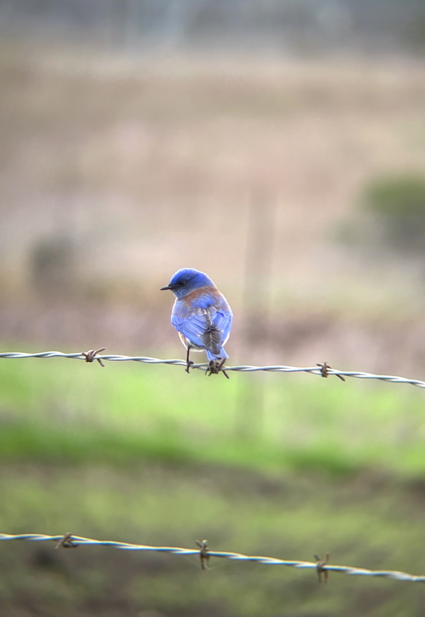 vestblåfugl - ML648008972