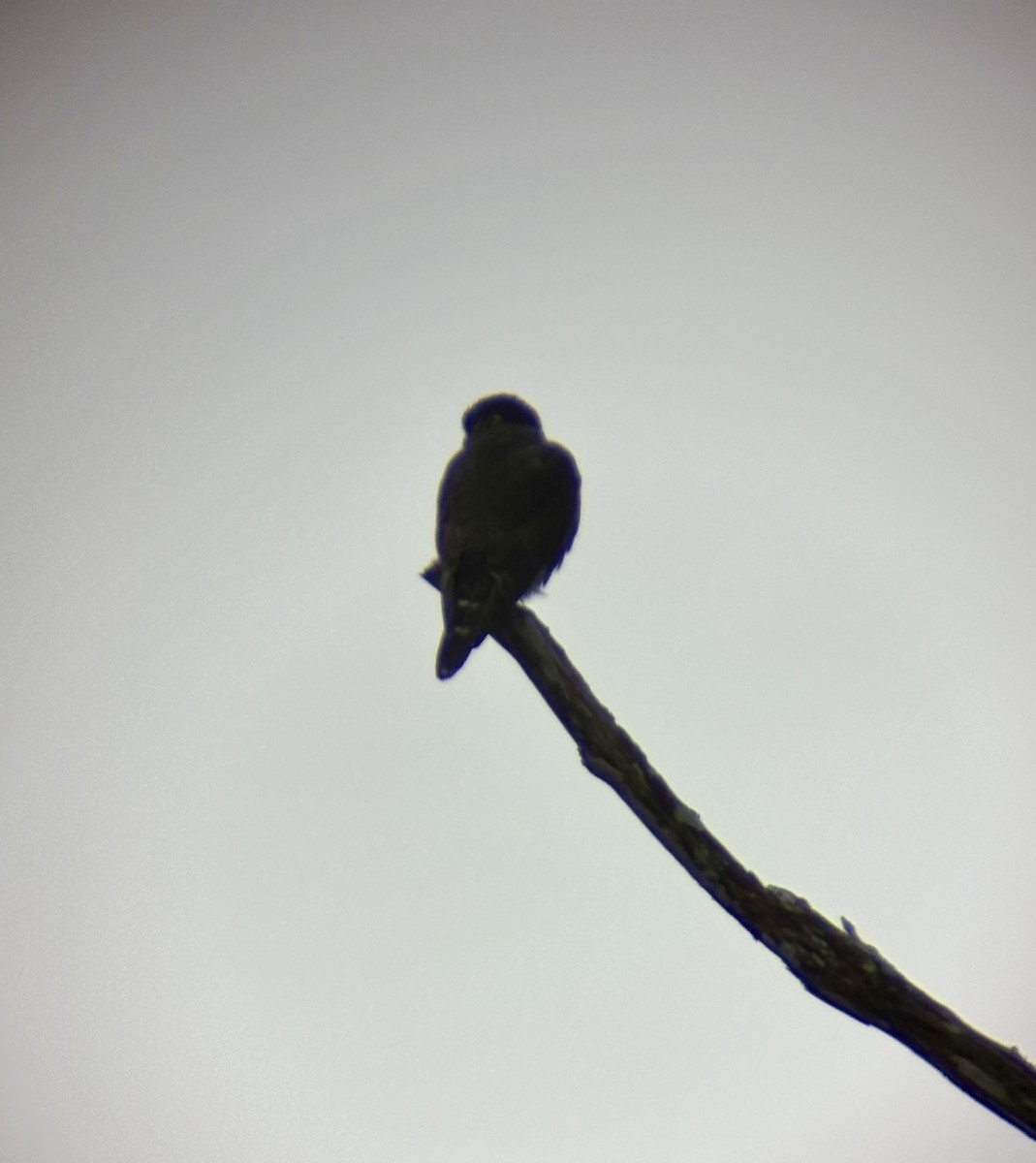 dvergfalk (columbarius) - ML648009118