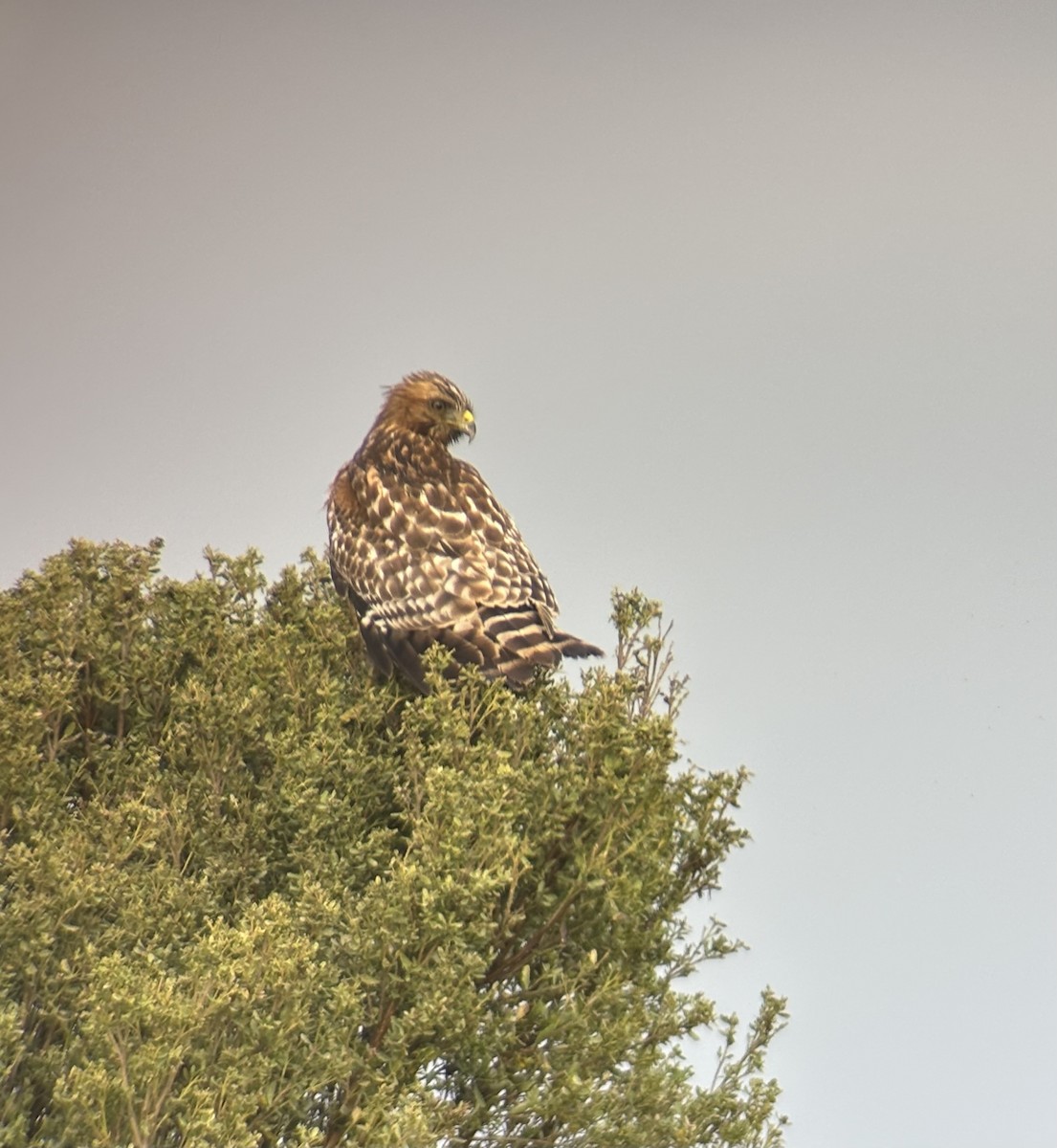 rødvingevåk (elegans) - ML648009168