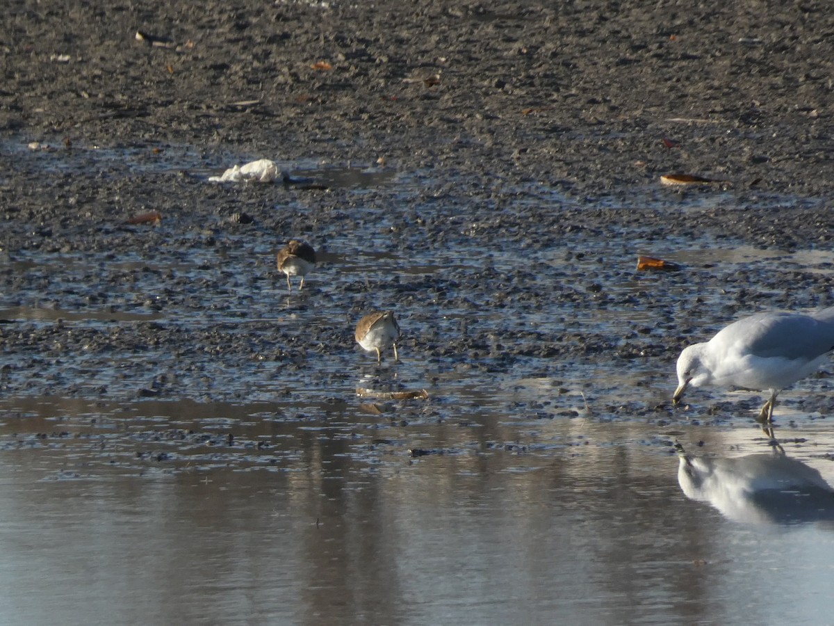 Keilschwanz-Regenpfeifer - ML648010593