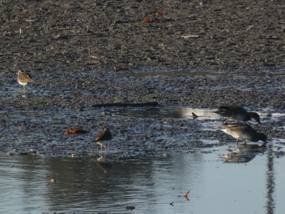 Keilschwanz-Regenpfeifer - ML648010594