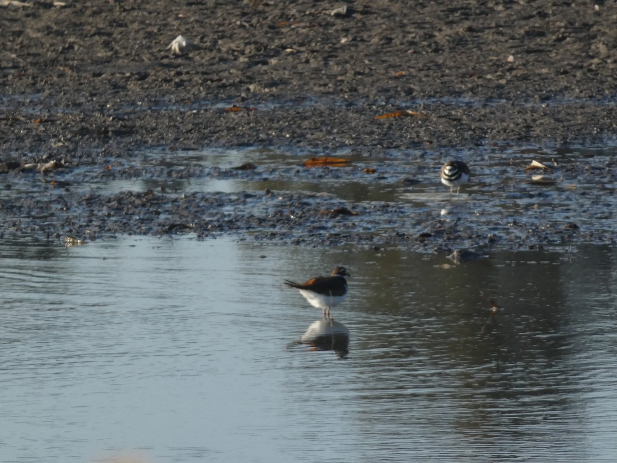 Keilschwanz-Regenpfeifer - ML648010595