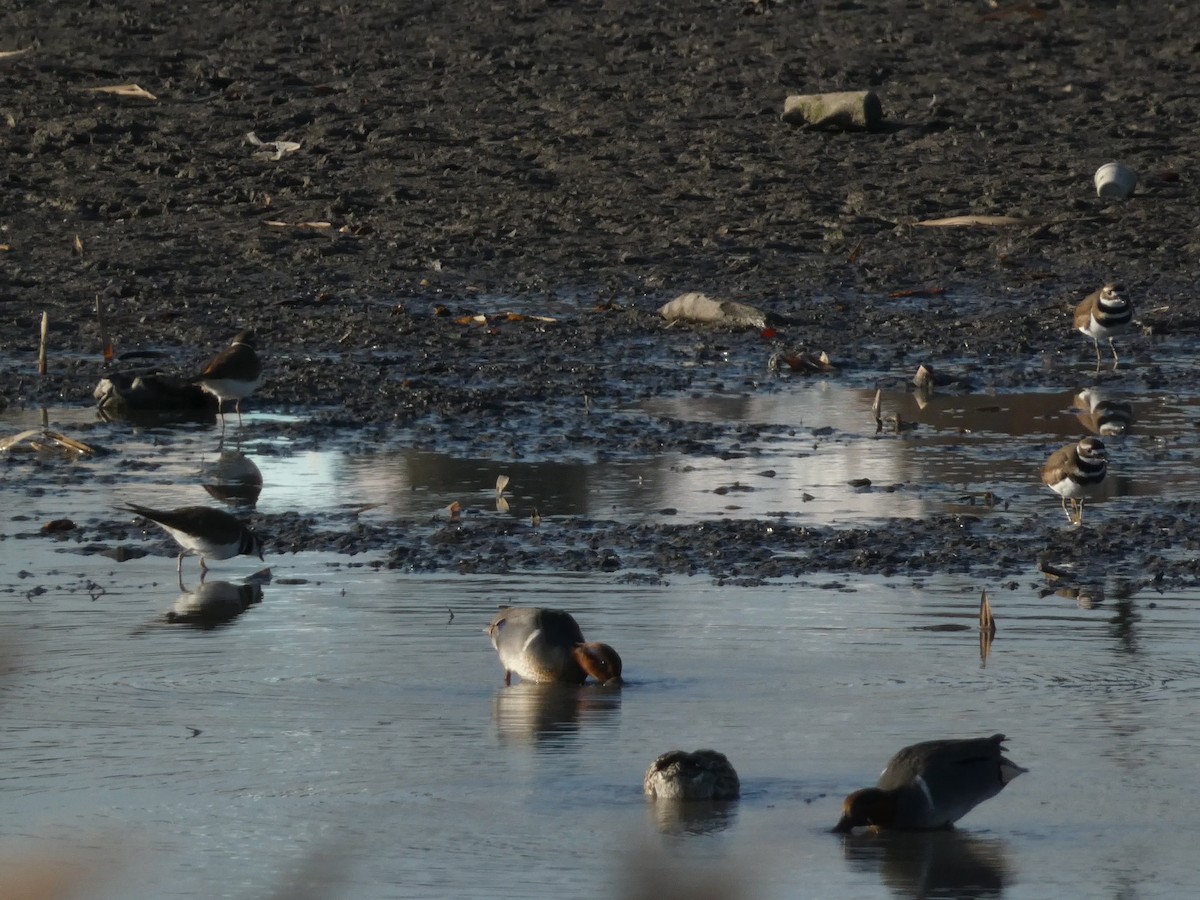 Keilschwanz-Regenpfeifer - ML648010596