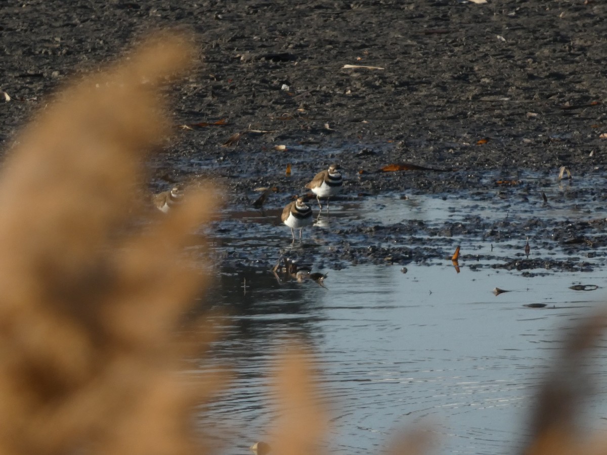 Keilschwanz-Regenpfeifer - ML648010597