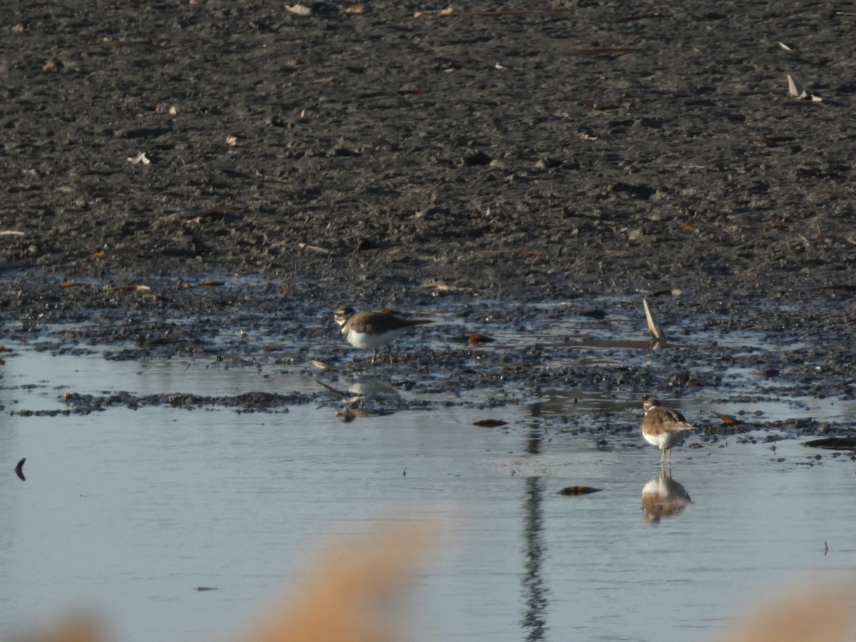 Keilschwanz-Regenpfeifer - ML648010598