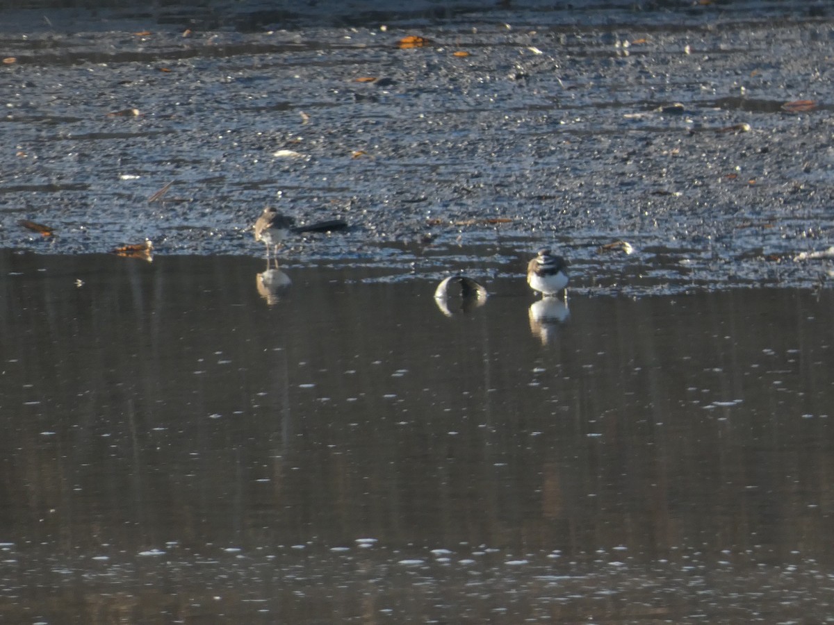 Keilschwanz-Regenpfeifer - ML648010599