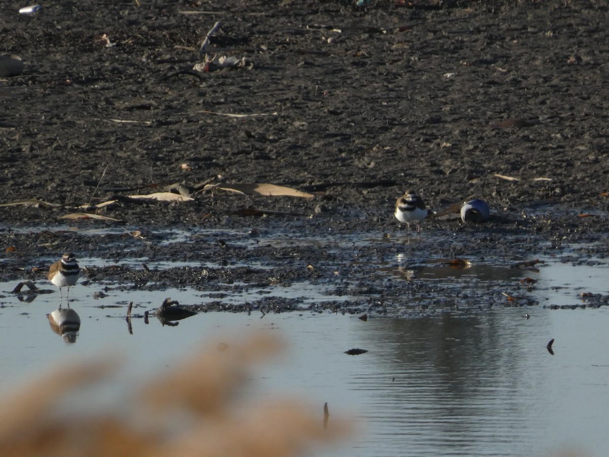 Keilschwanz-Regenpfeifer - ML648010600