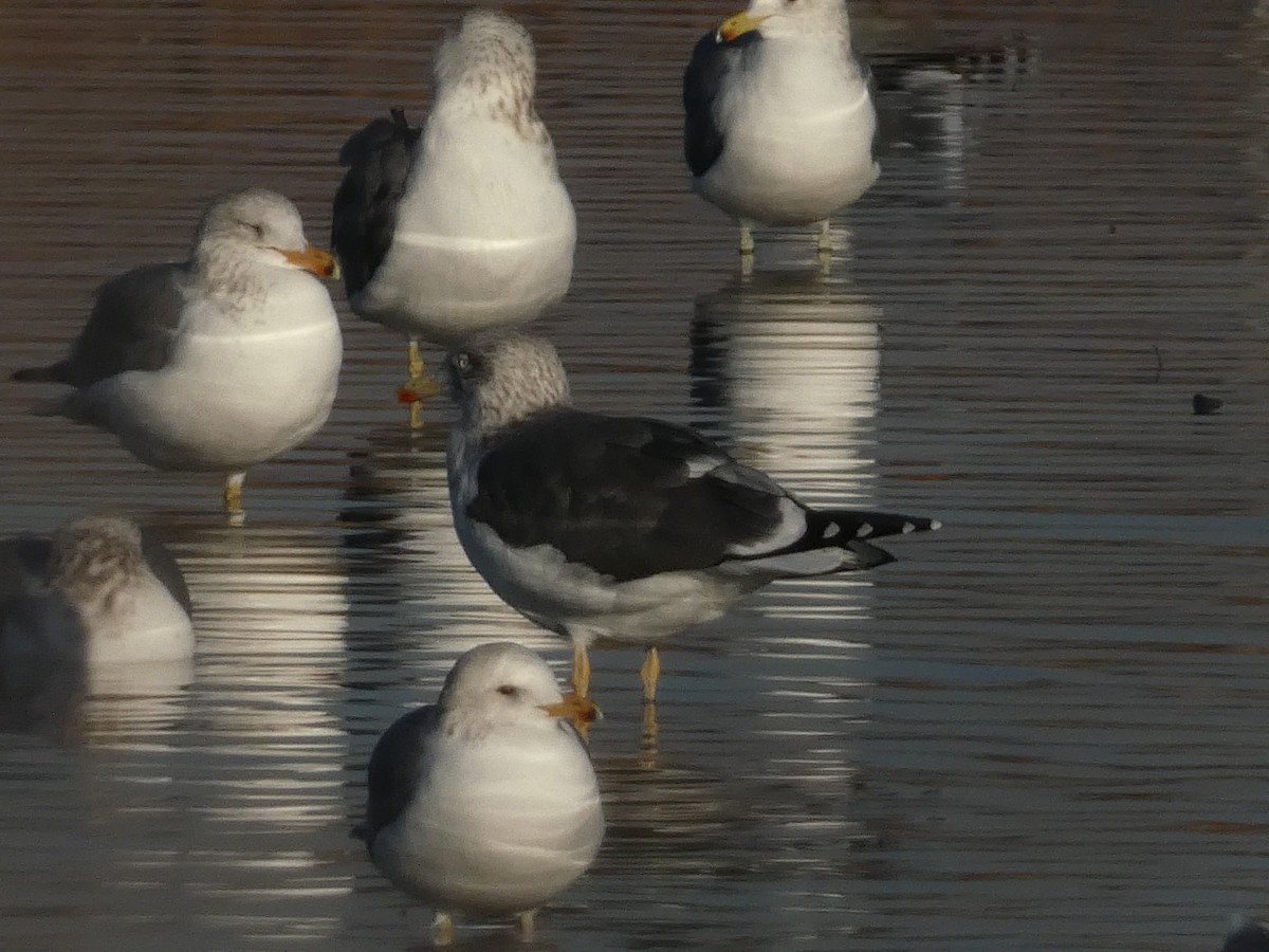 Heringsmöwe - ML648010728