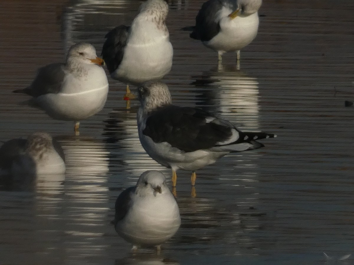 Heringsmöwe - ML648010729